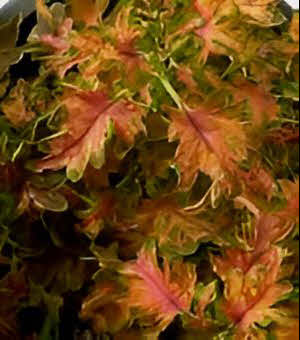 Coleus Colocha Sunset