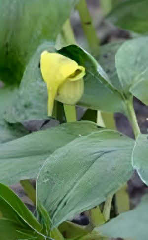 Arisaema flavum