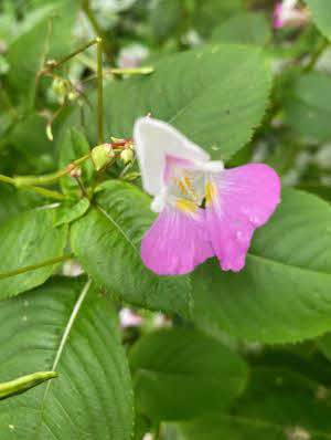 Impatiens balfourii