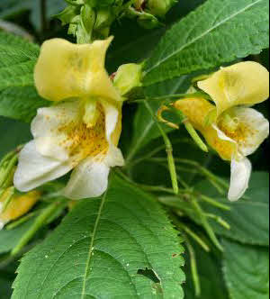 Impatiens scabrida