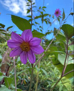 Dahlia excelsa