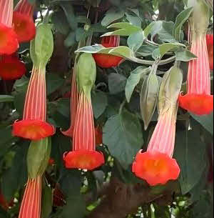 Brugmansia sanguinea Hot Red