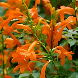 Tecoma capensis Orange