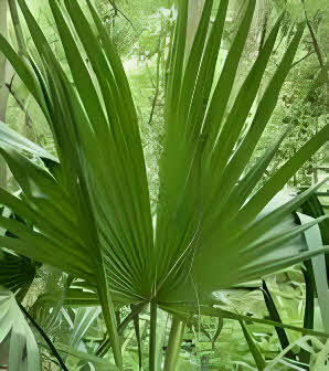 Sabal minor Lousiana