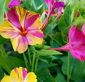 Mirabilis jalapa Broken Colours