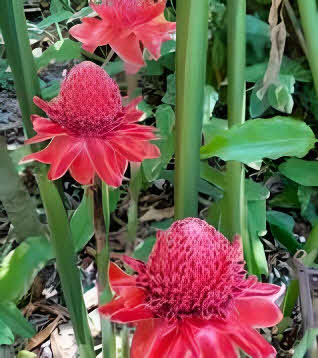 Etlingera elatior Red