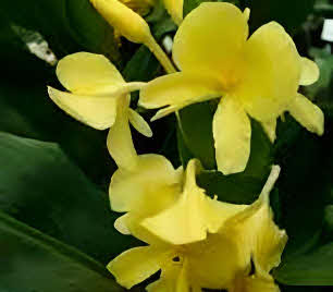 Hedychium wardii