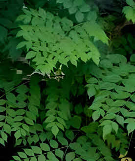 Aralia spinosa