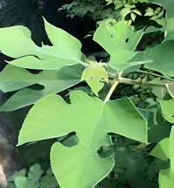 Broussonetia papyrifera