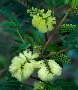 Albizia lophantha