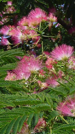 Albizia julibrissin rosea