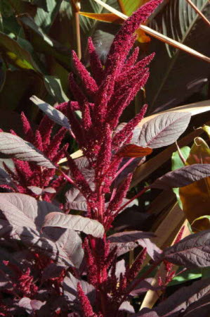 Amaranthus Velvet Curtain