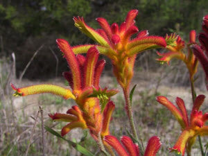 Anigozanthus flavidus red