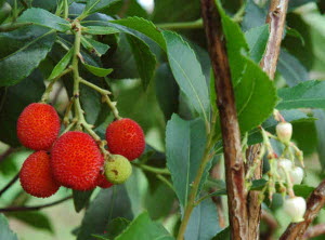 Arbutus unedo