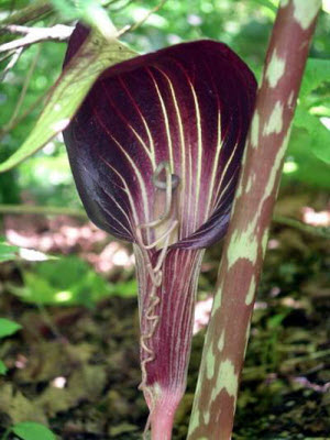 Arisaema speciosum