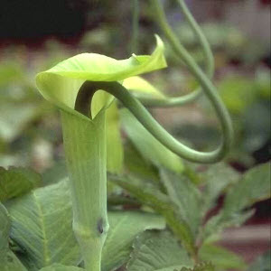 Arisaema tortuosum