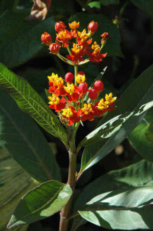 Asclepias curassavica