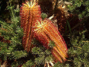 Banksia ericifolia