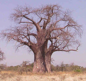 Adansonia digitata