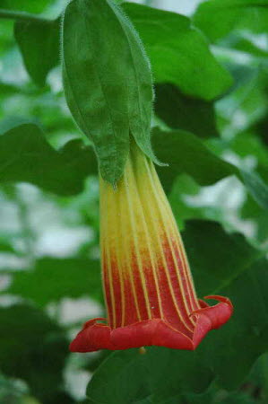 Brugmansia sanguinea