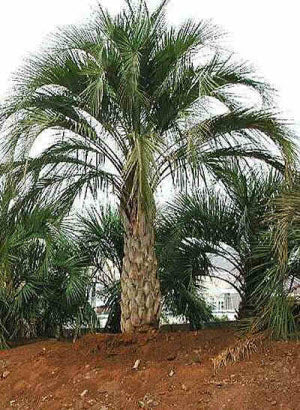 Butia yatay