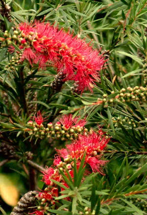 Callistemon rigidus
