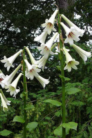 Cardiocrinum giganteum