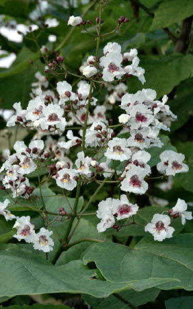 Catalpa bignonioides