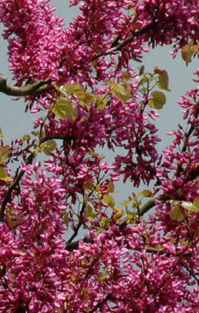 Cercis siliquastrum