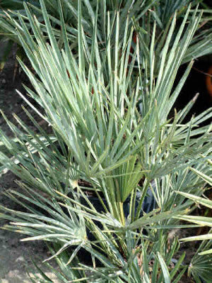 Chamaerops humilis var cerifera