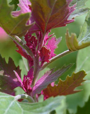 Chenopodium giganteum