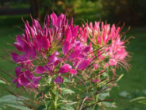 Cleome spinosa Queen Series Mixed