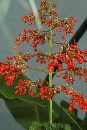 Clerodendrum paniculatum