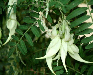 Clianthus puniceus Albus