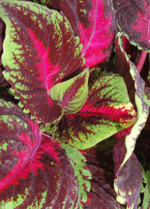 Coleus Kong Red