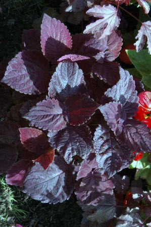 Coleus Exhibition Palisandra