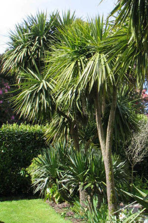 Cordyline australis