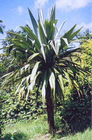 Cordyline indivisa