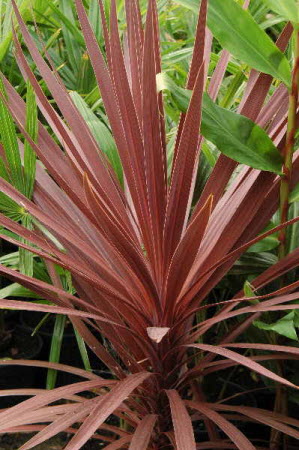 Cordyline australis purpurea