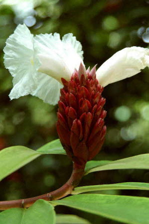 Costus speciosa