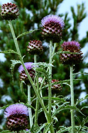 Cynara