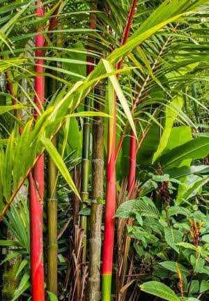 Cyrtostachys renda – JungleSeeds