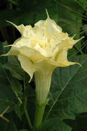 Datura Golden Queen