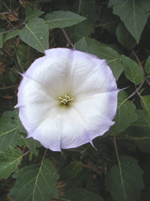 Datura Inoxia