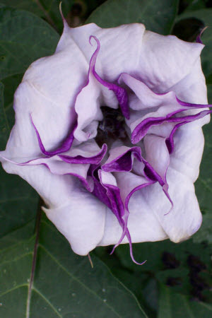 Datura metel BS