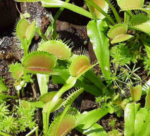 Dionaea muscipula