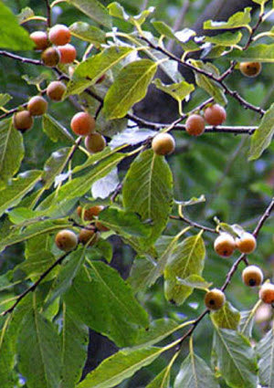 Diospyros lotus