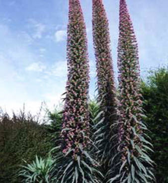 Echium Pink Fountain