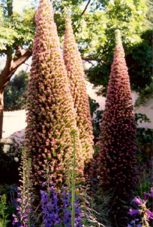 Echium wildpretii