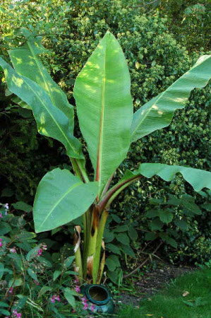 Ensete ventricosum